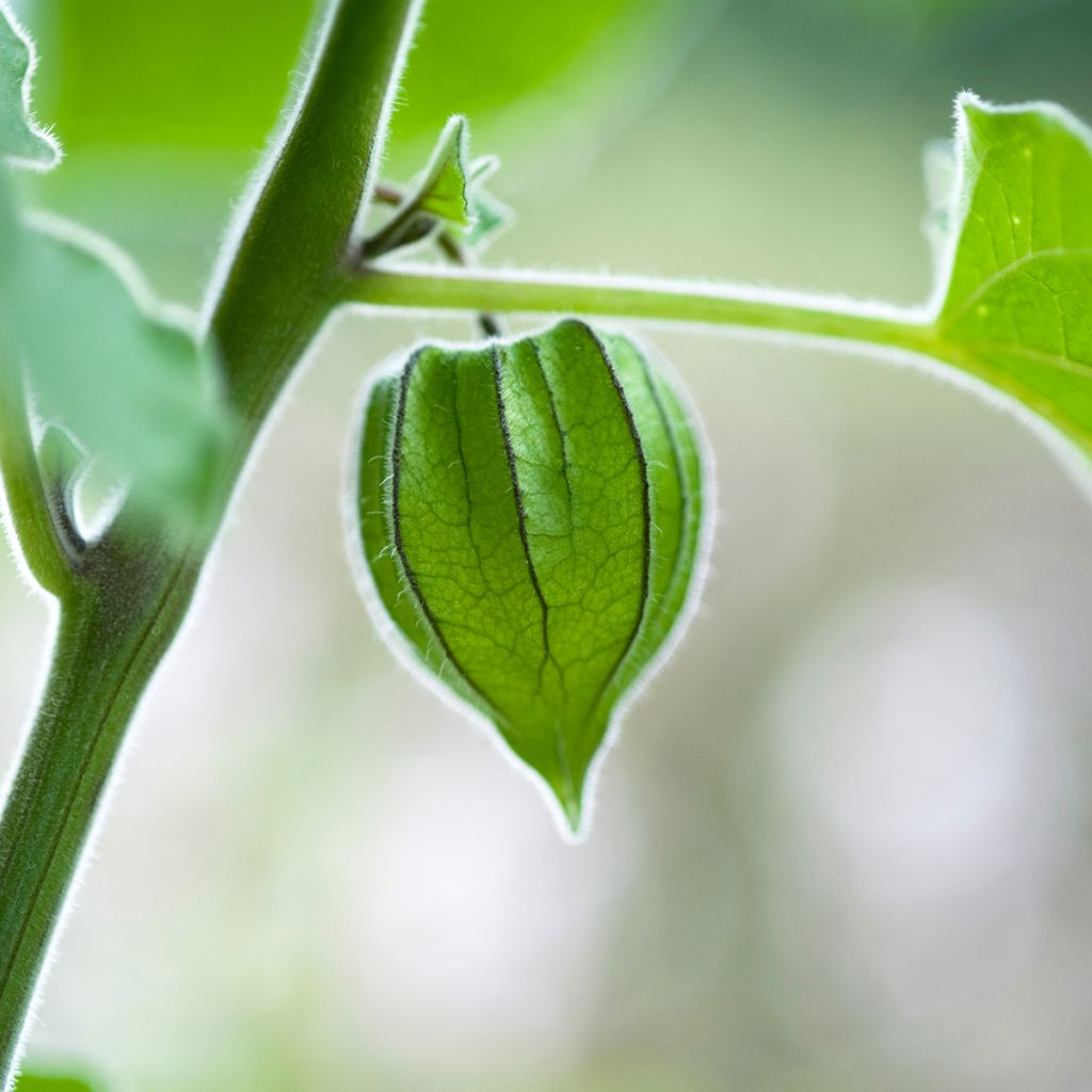 Aguaymanto - Physalis peruviana