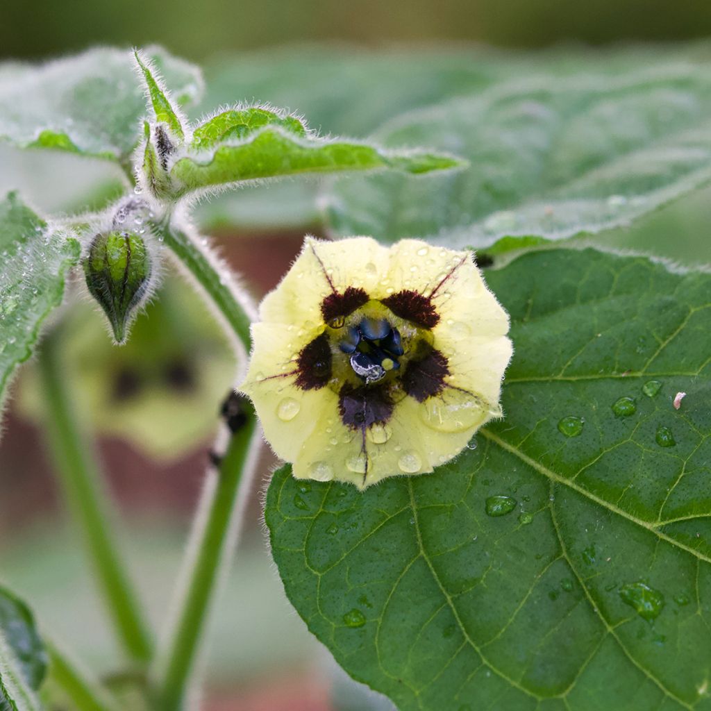 Aguaymanto - Physalis peruviana