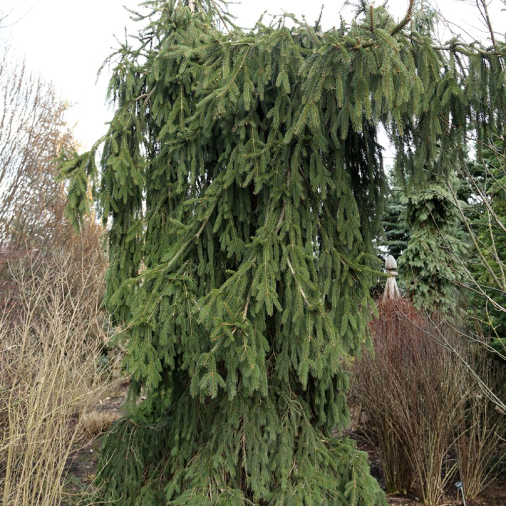 Epicéa pleureur - Picea abies Wartburg