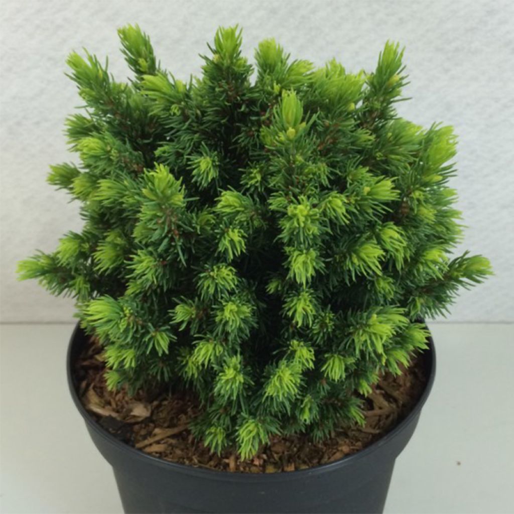 Picea glauca Dendrofarma Gold - Epinette blanche