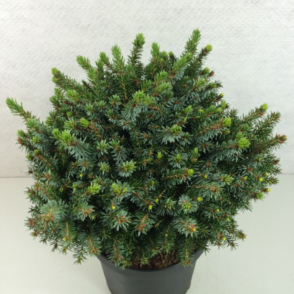 Picea omorika Morava - Epicea de Serbie