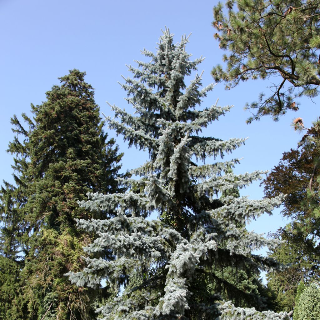 Epicéa bleu du Colorado - Picea pungens