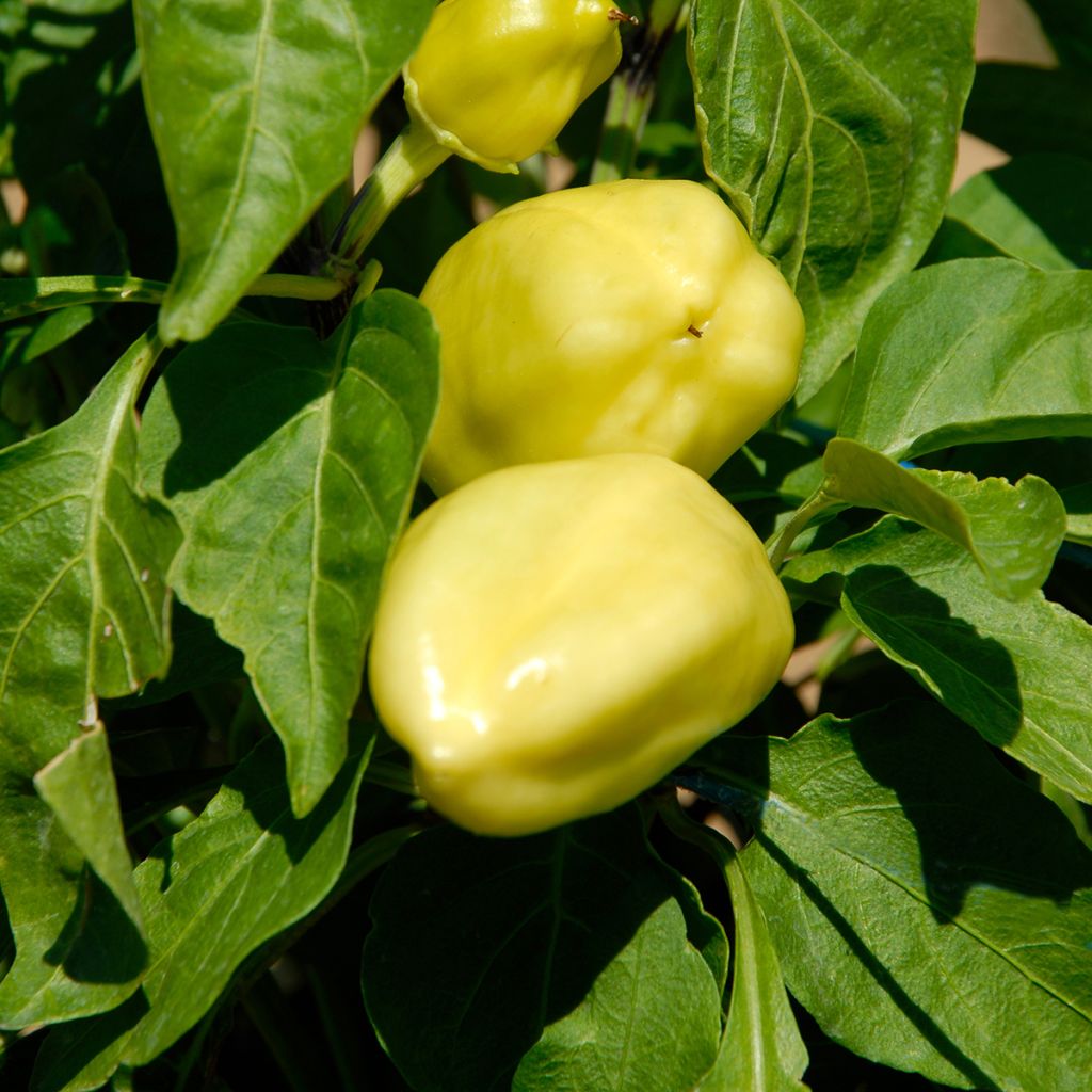 Pimiento Petit Marseillais