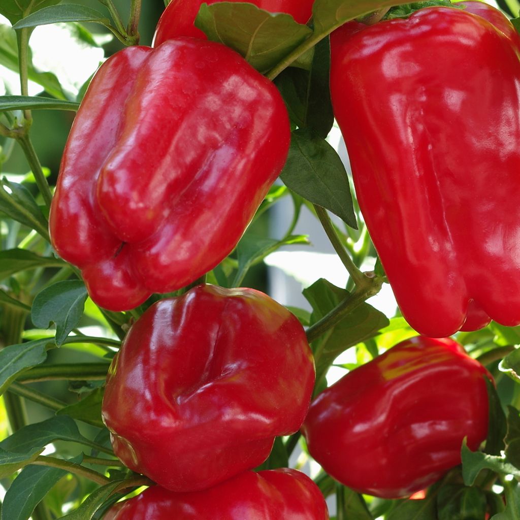 Pimiento Yolo Wonder - Vilmorin