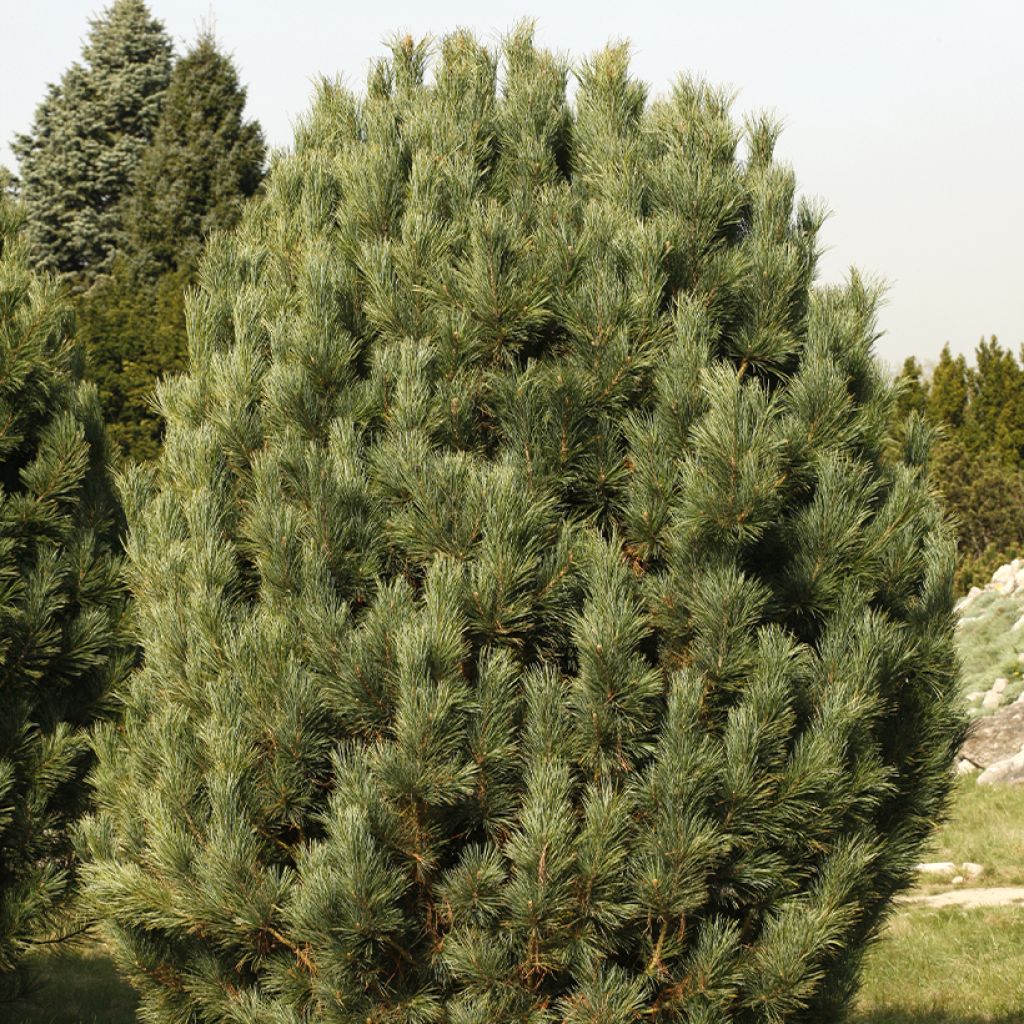 Pin cembro - Pinus cembra