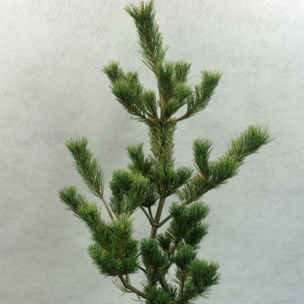 Pinus parviflora Ogon Goye - Pin blanc du Japon