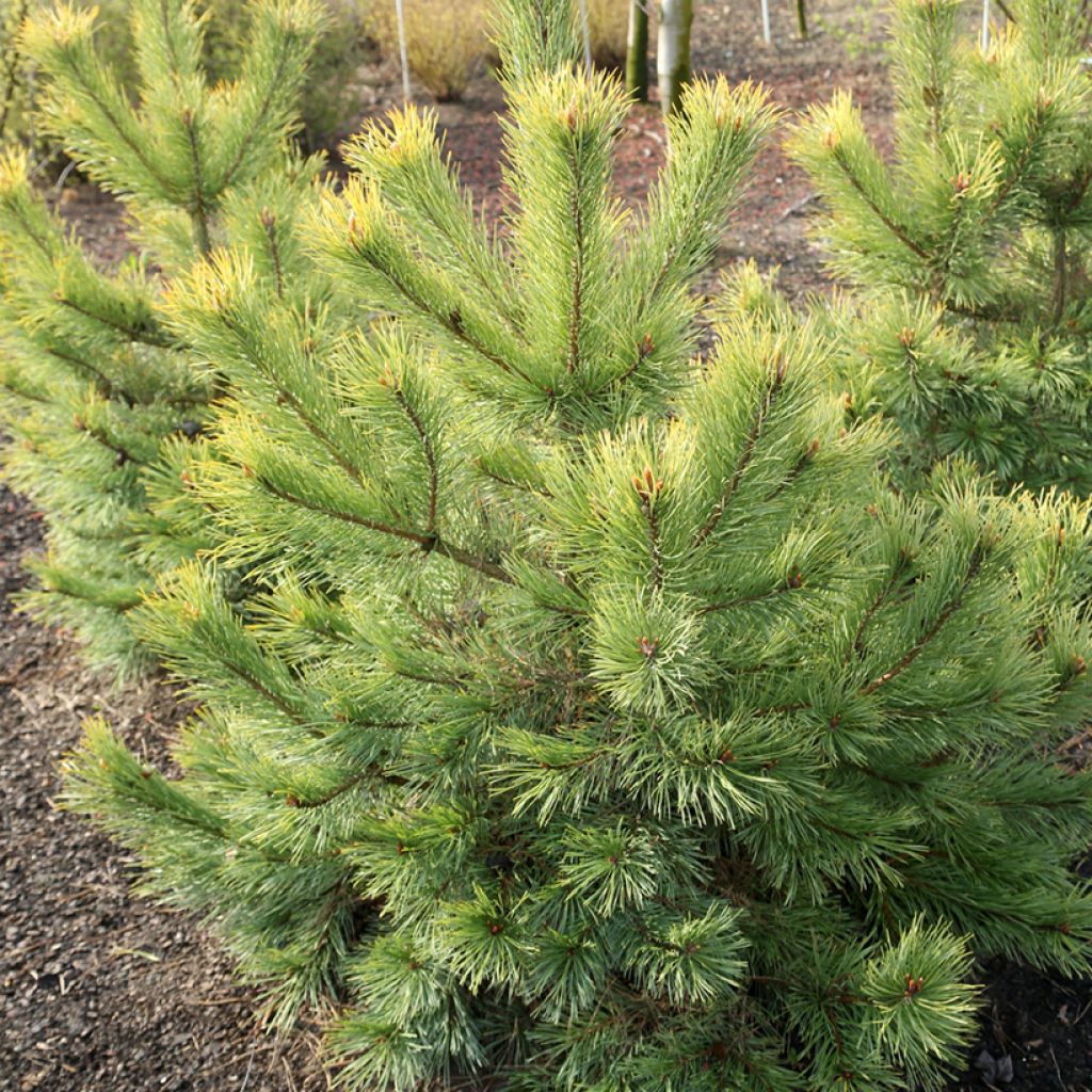 Pin sylvestre nain - Pinus sylvestris Wintergold
