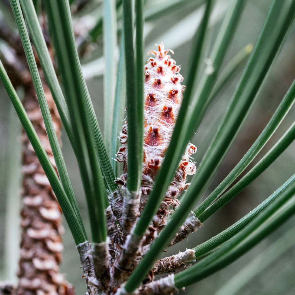 Pino de Weymouth Radiata - Pinus strobus