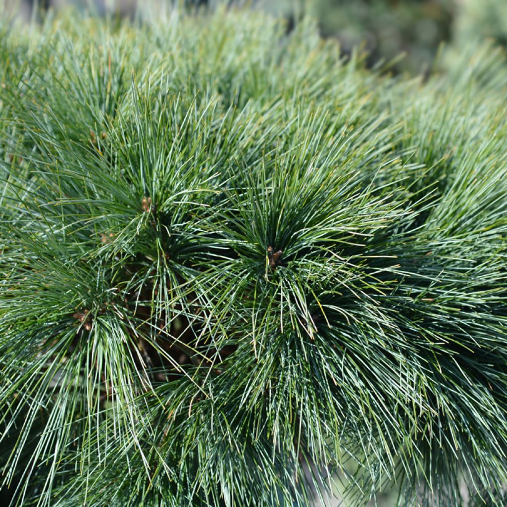Pino de Weymouth Radiata - Pinus strobus