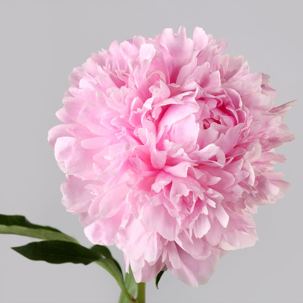 Pivoine lactiflora Albert Crousse