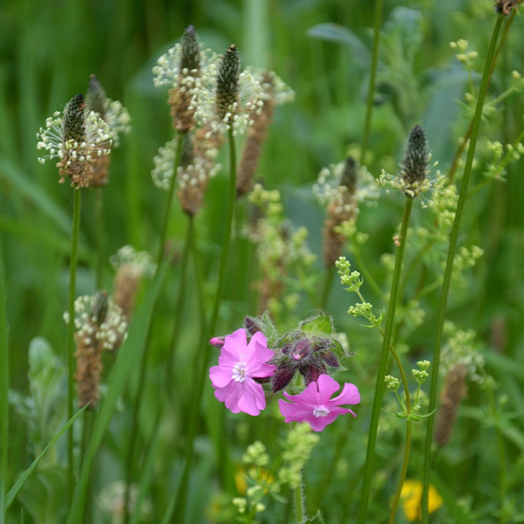 Plantago lanceolata  - Plantain étroit, Herbe à cinq coutures ou à cinq côtes