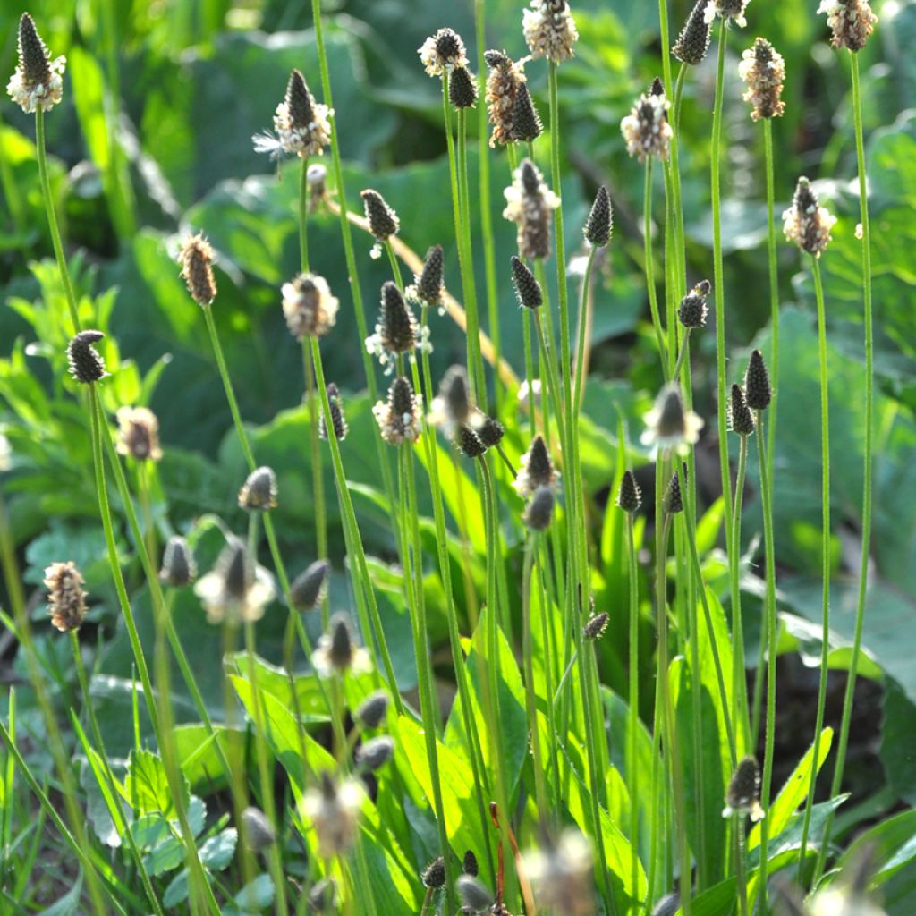 Plantago lanceolata  - Plantain étroit, Herbe à cinq coutures ou à cinq côtes