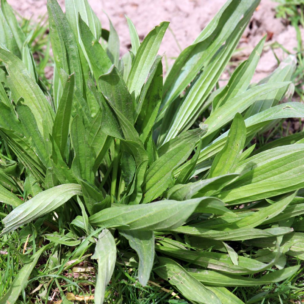Plantago lanceolata  - Plantain étroit, Herbe à cinq coutures ou à cinq côtes