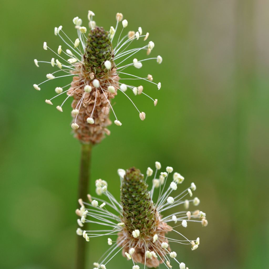 Plantago lanceolata  - Plantain étroit, Herbe à cinq coutures ou à cinq côtes