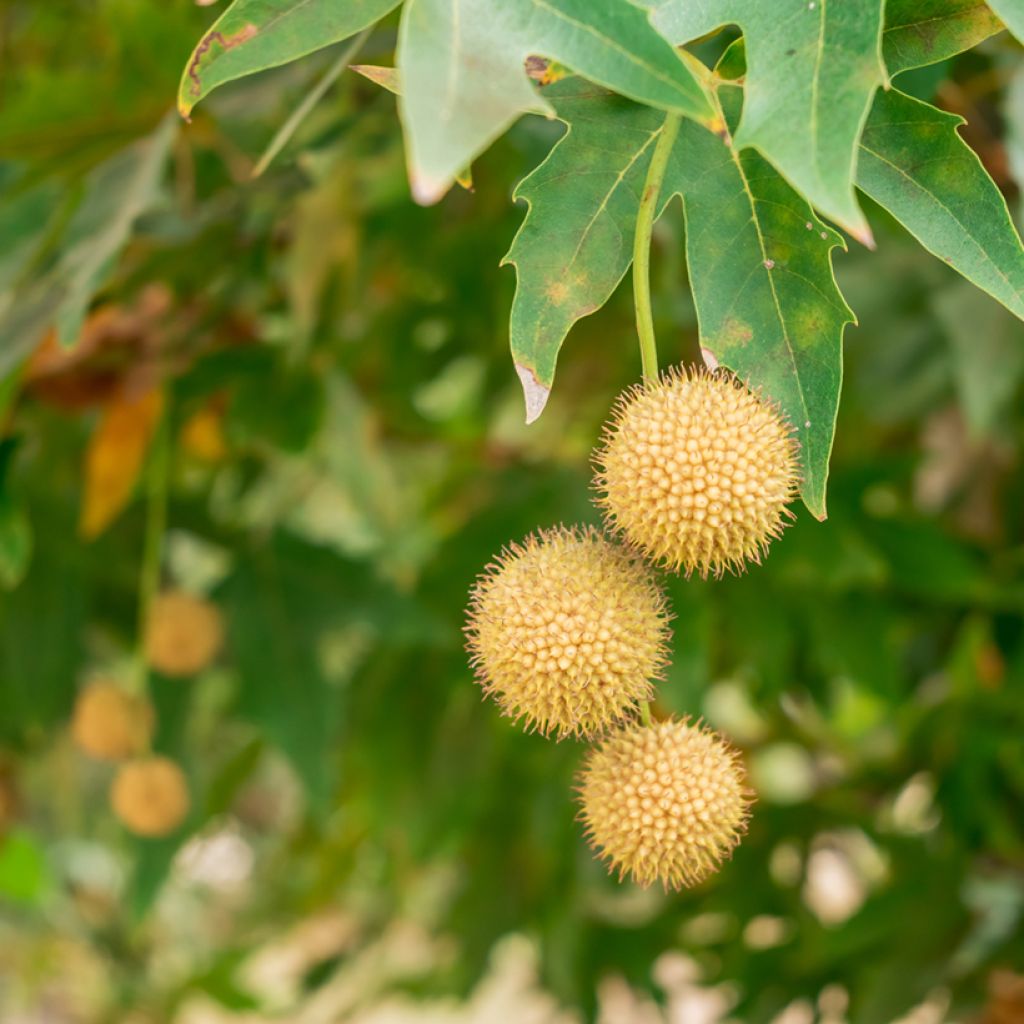 Platanus orientalis - Platane d'Orient