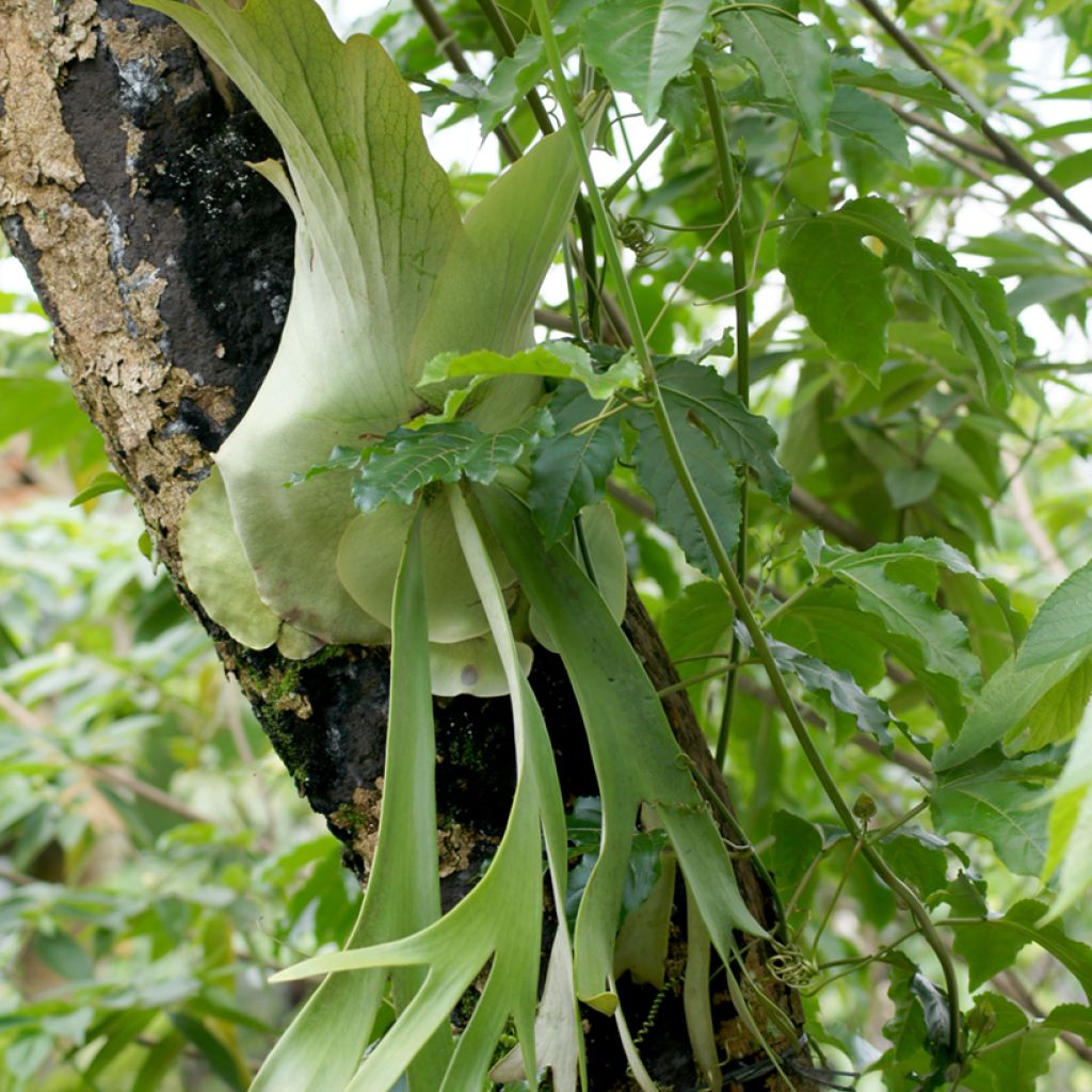 Platycerium alcicorne - Fougère Corne de cerf