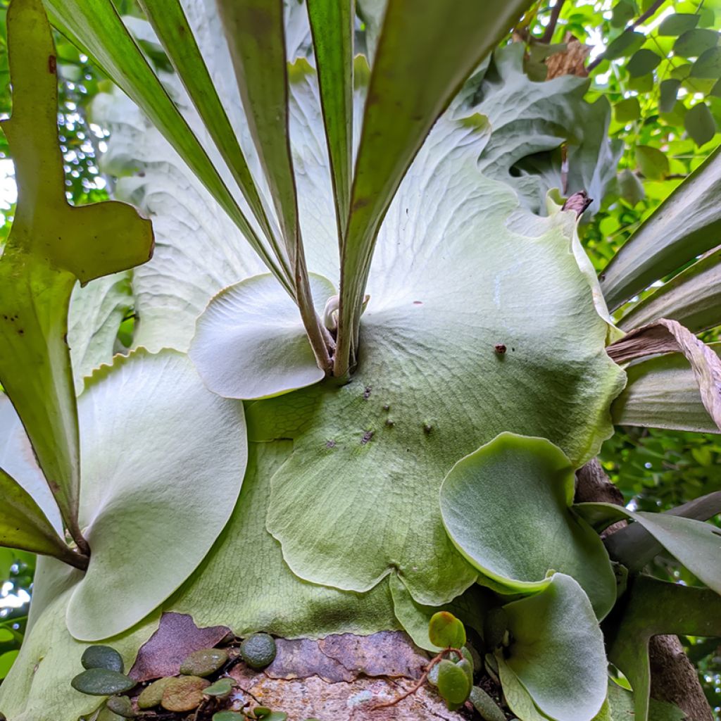 Platycerium alcicorne - Fougère Corne de cerf