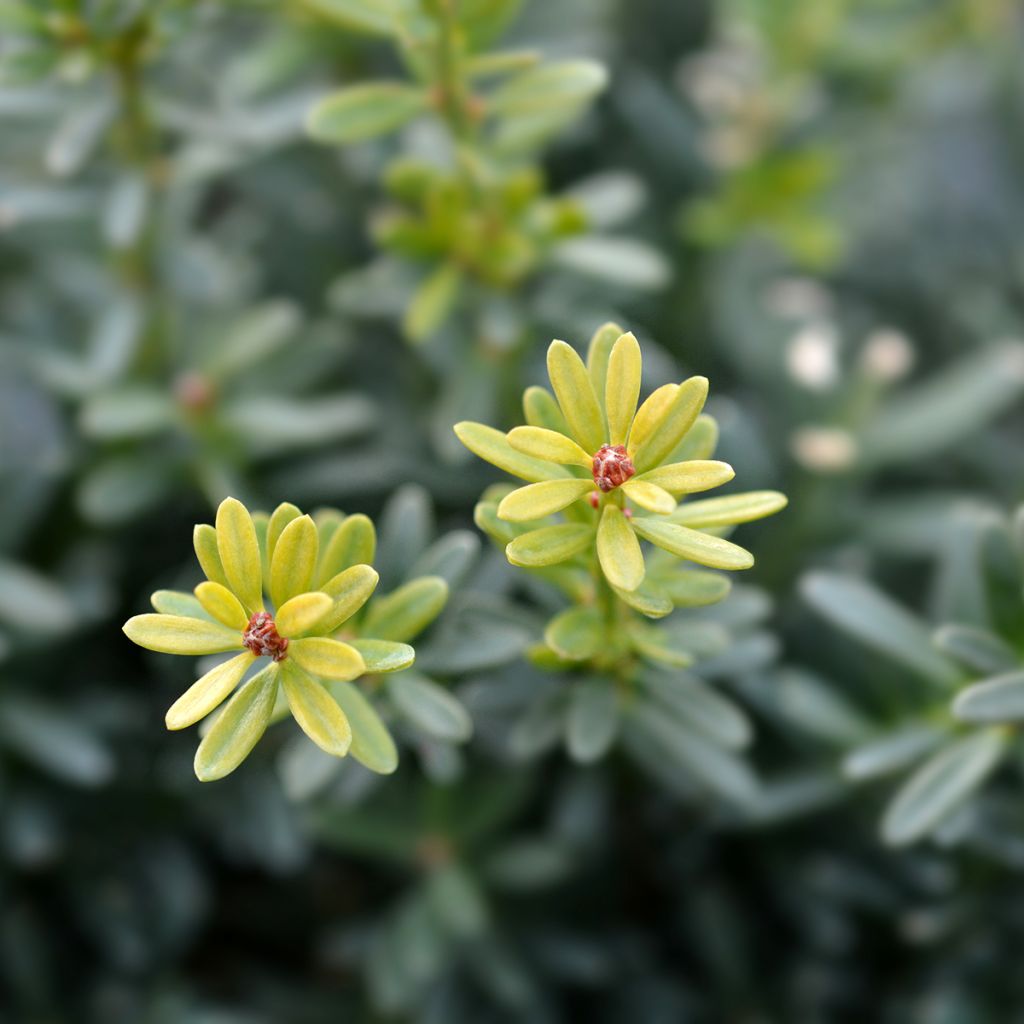 Podocarpus lawrencii Blue Gem - Mañíos