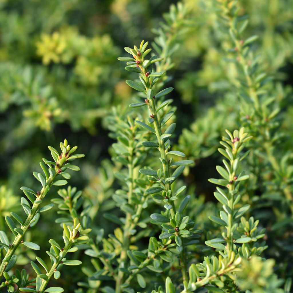 Podocarpus lawrencii Blue Gem - Mañíos