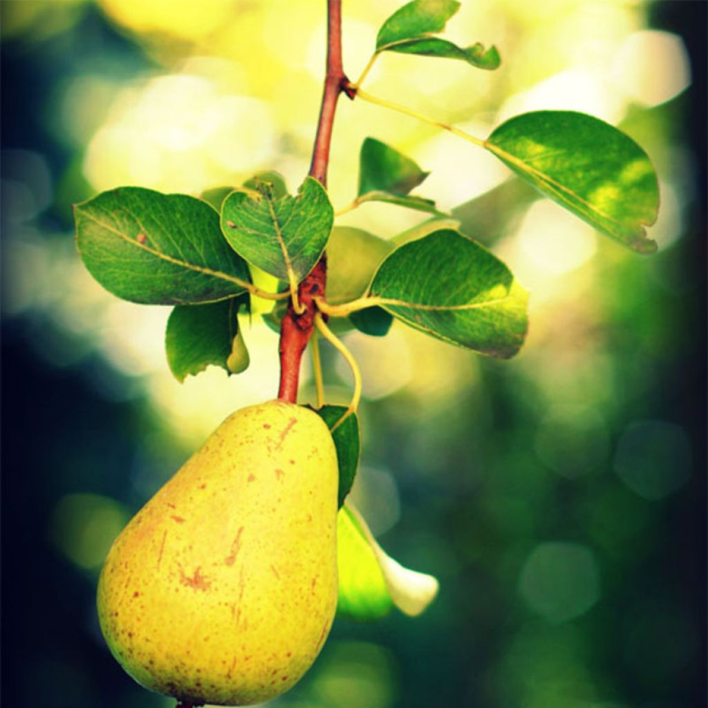 Poirier William's - Palmette U simple en pot - Pyrus communis
