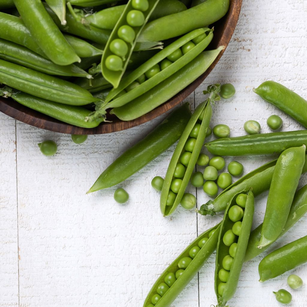 Guisantes verdes Serpette Guilloteaux - Vilmorin