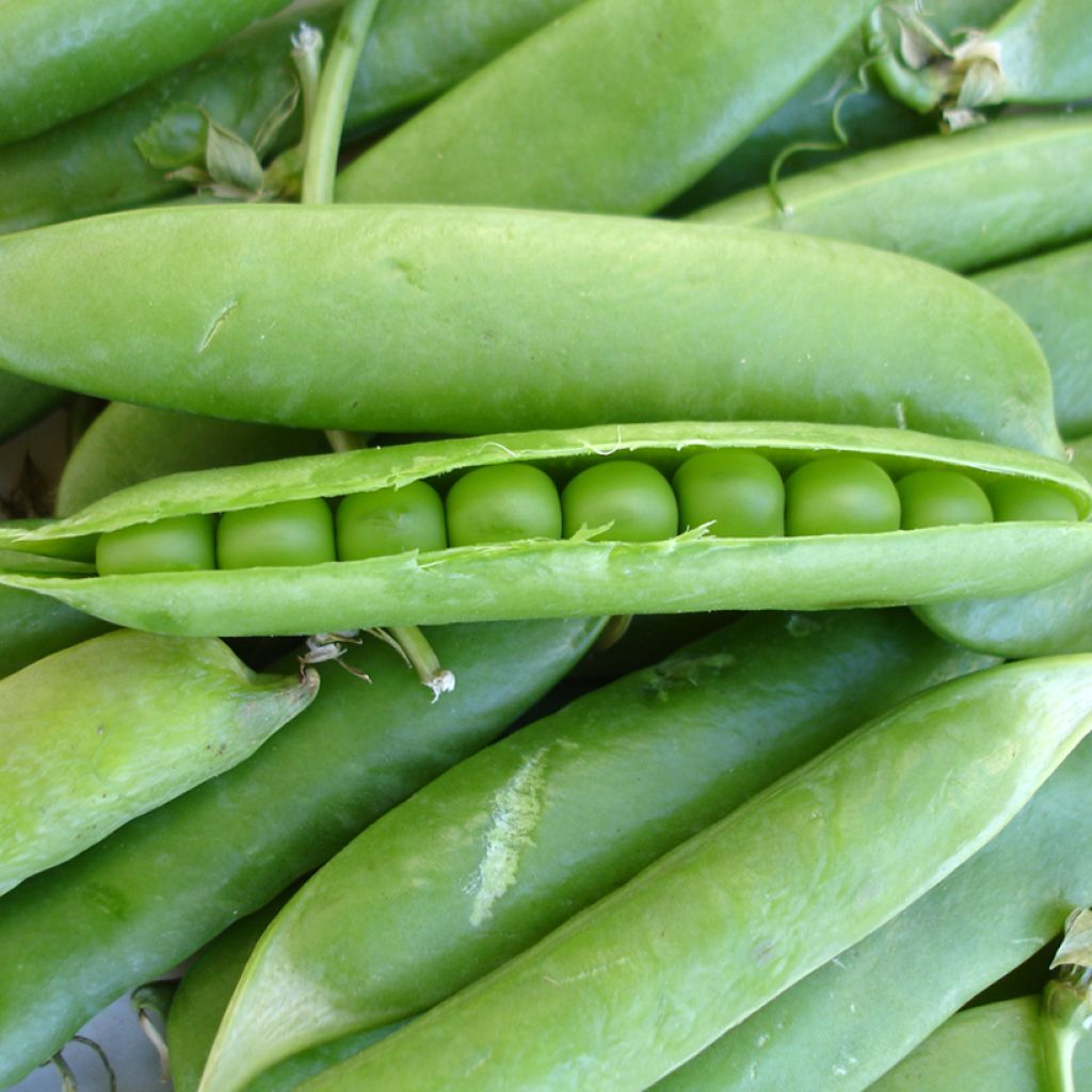 Guisantes verdes Jumbo