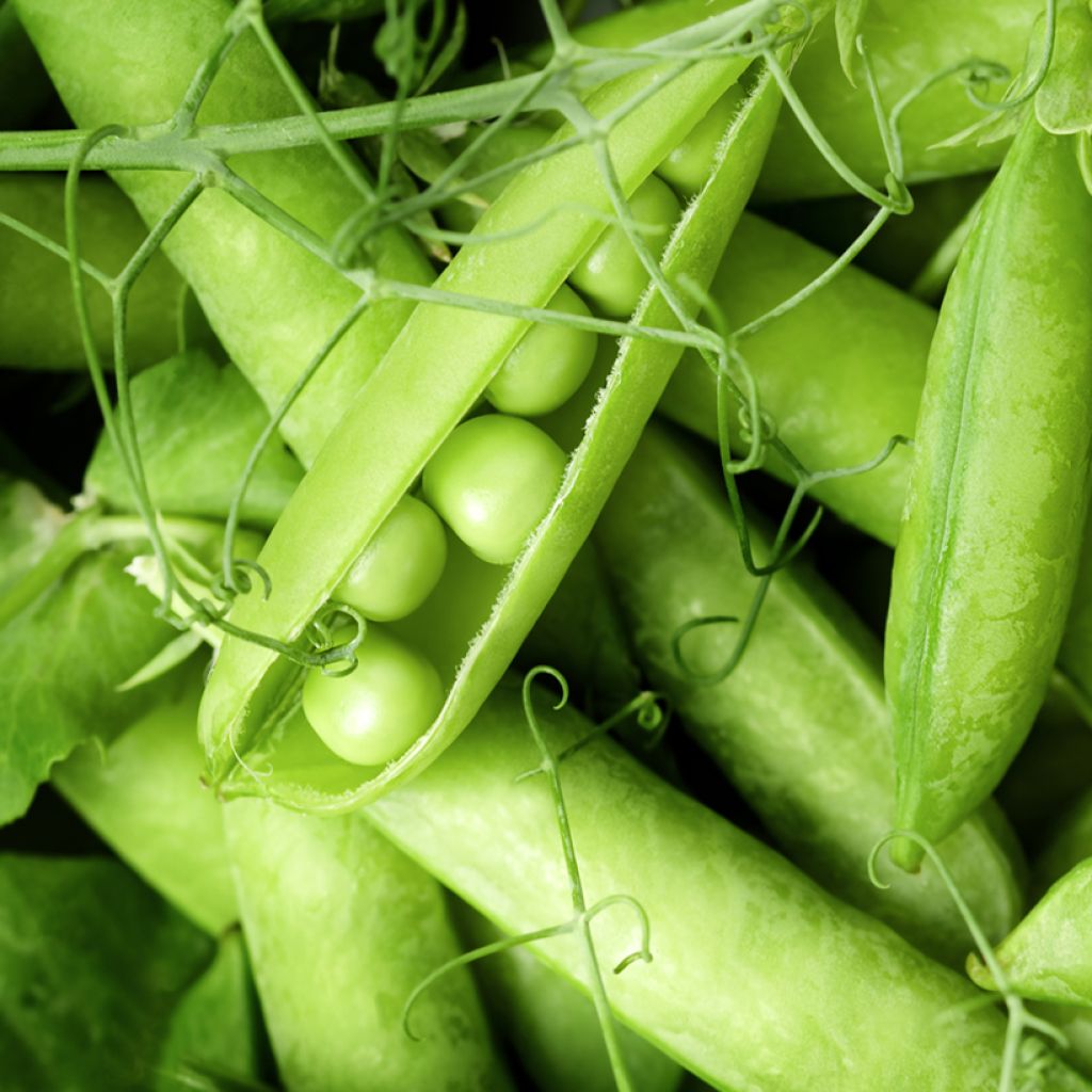 Guisantes verdes Oasis
