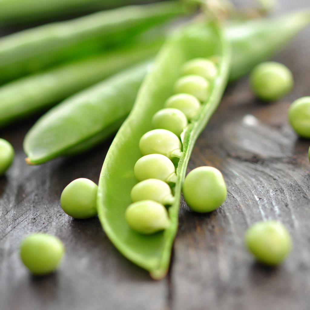 Guisantes verdes Primavil