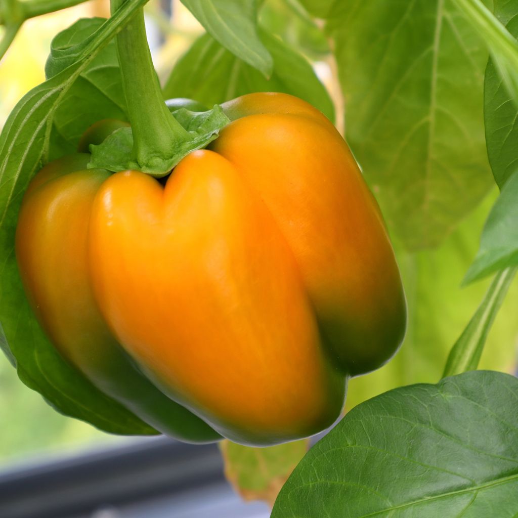 Pimiento Ariane