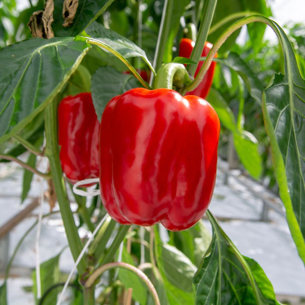 Pimiento California Wonder