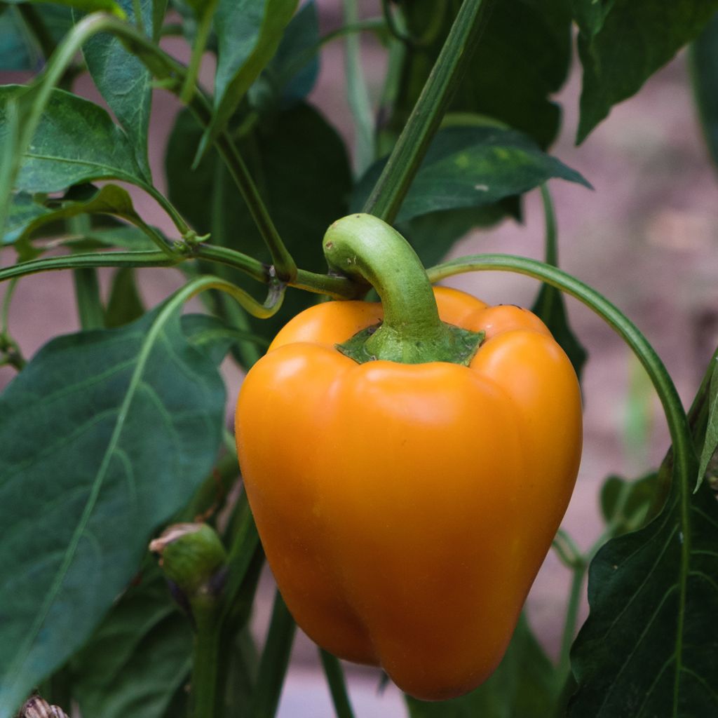Pimiento Milena