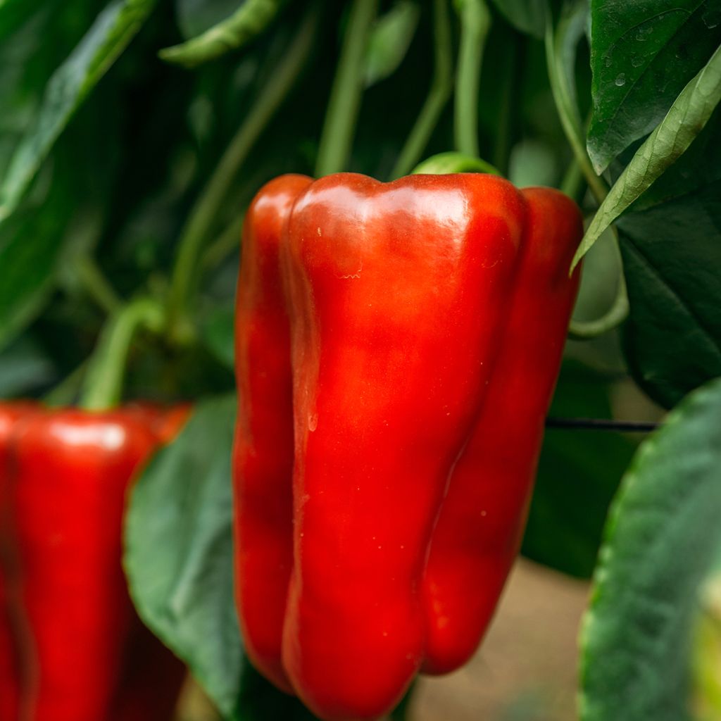 Pimiento Estérel F1