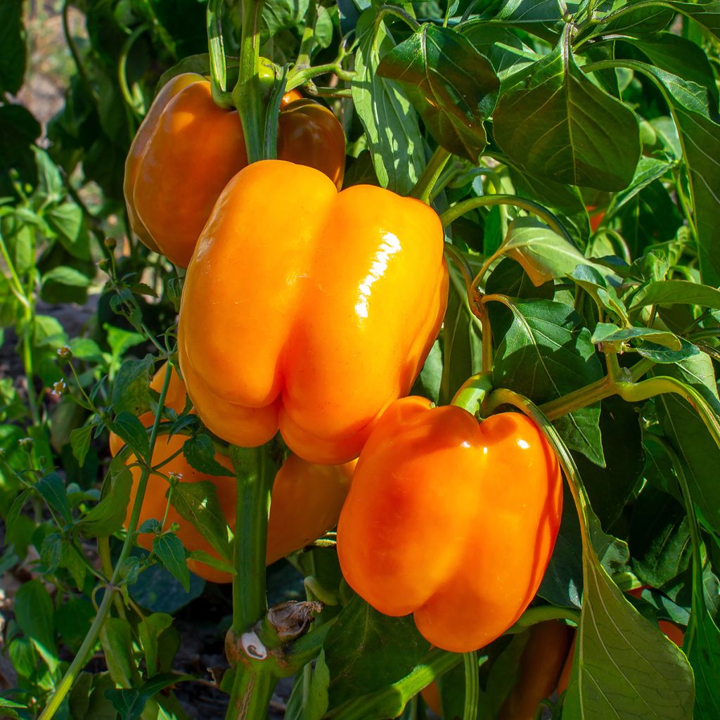 Pimiento Gourmet