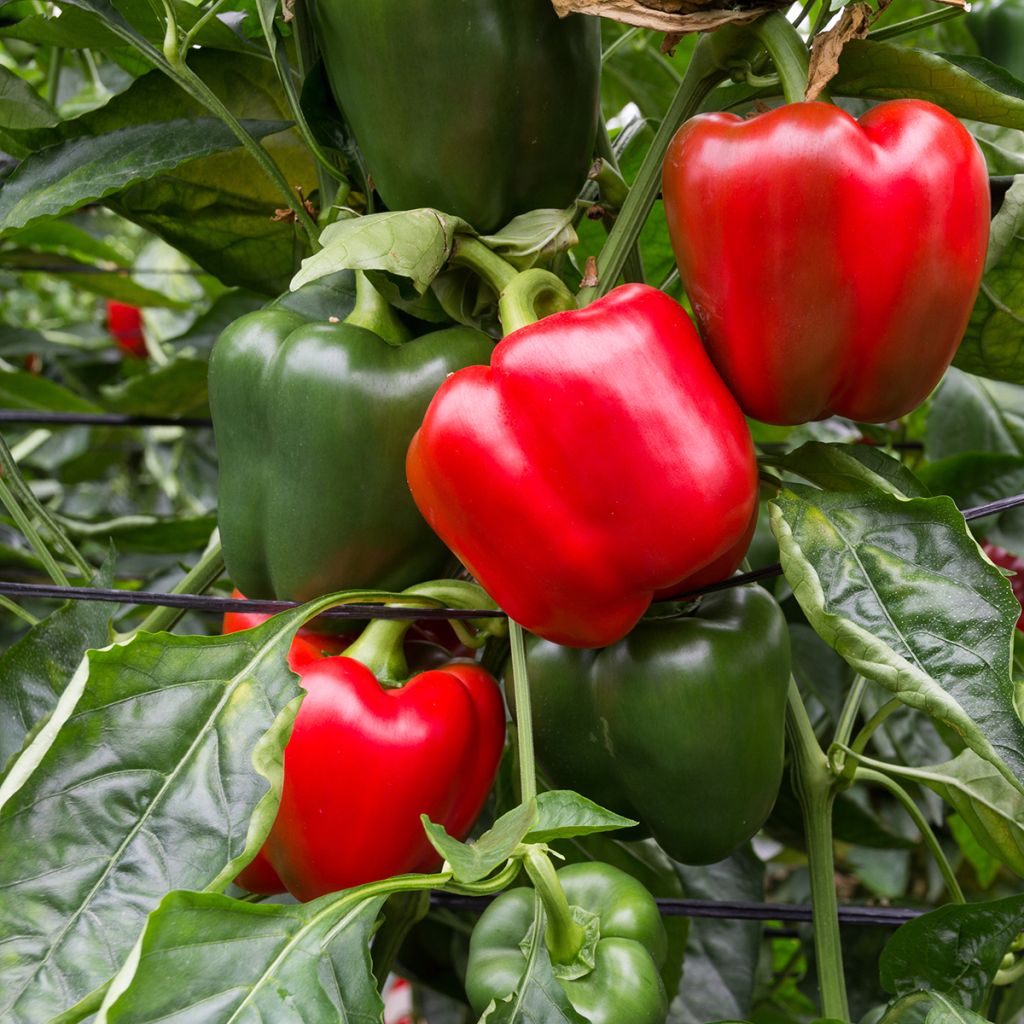 Pimiento Quadrato d'Asti Giallo
