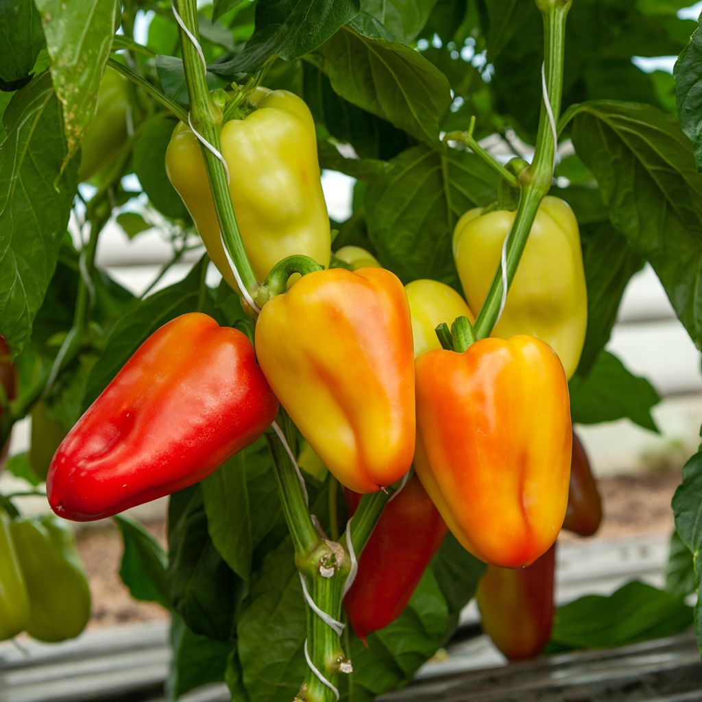 Pimiento Summer Salad Mixed