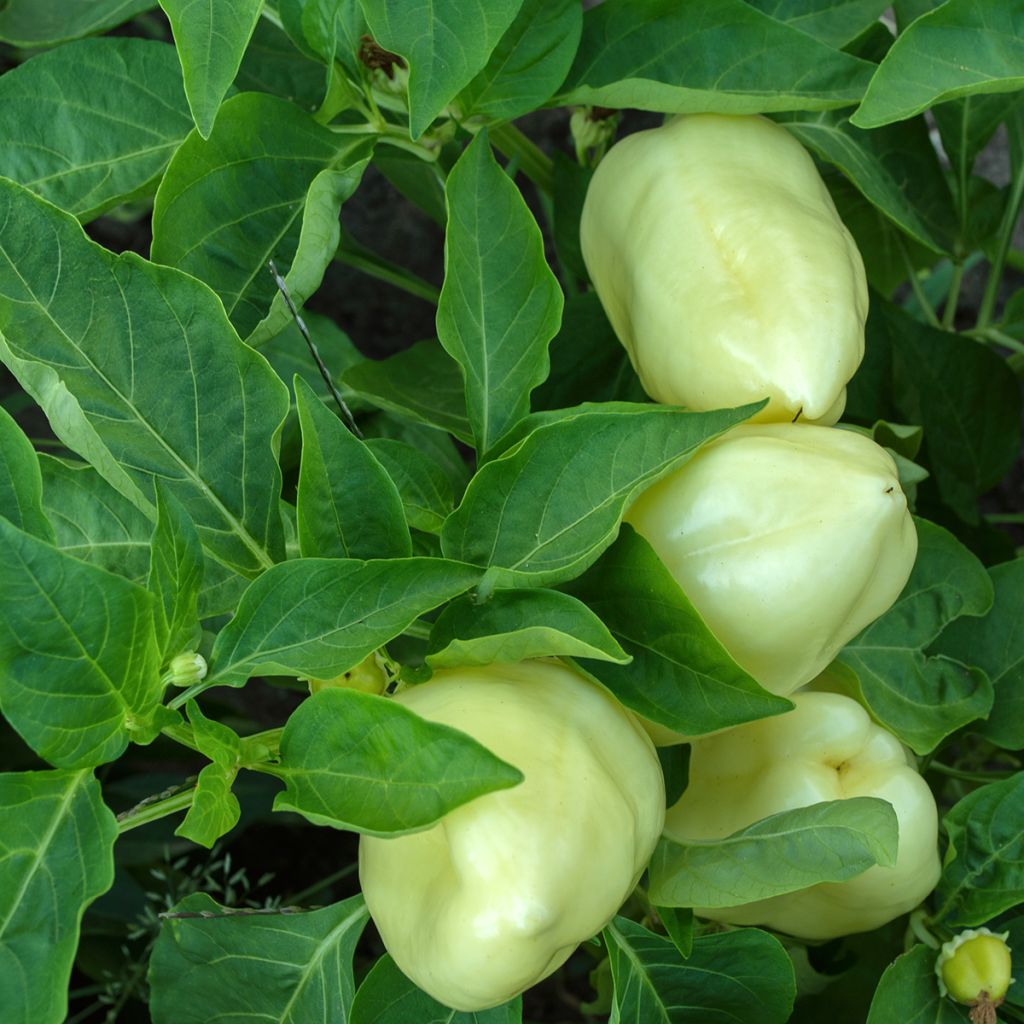 Pimiento White Bell