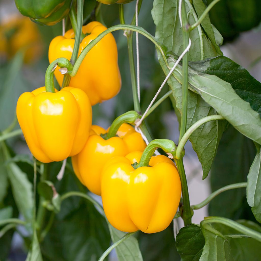 Pimiento Carre d’Asti Jaune
