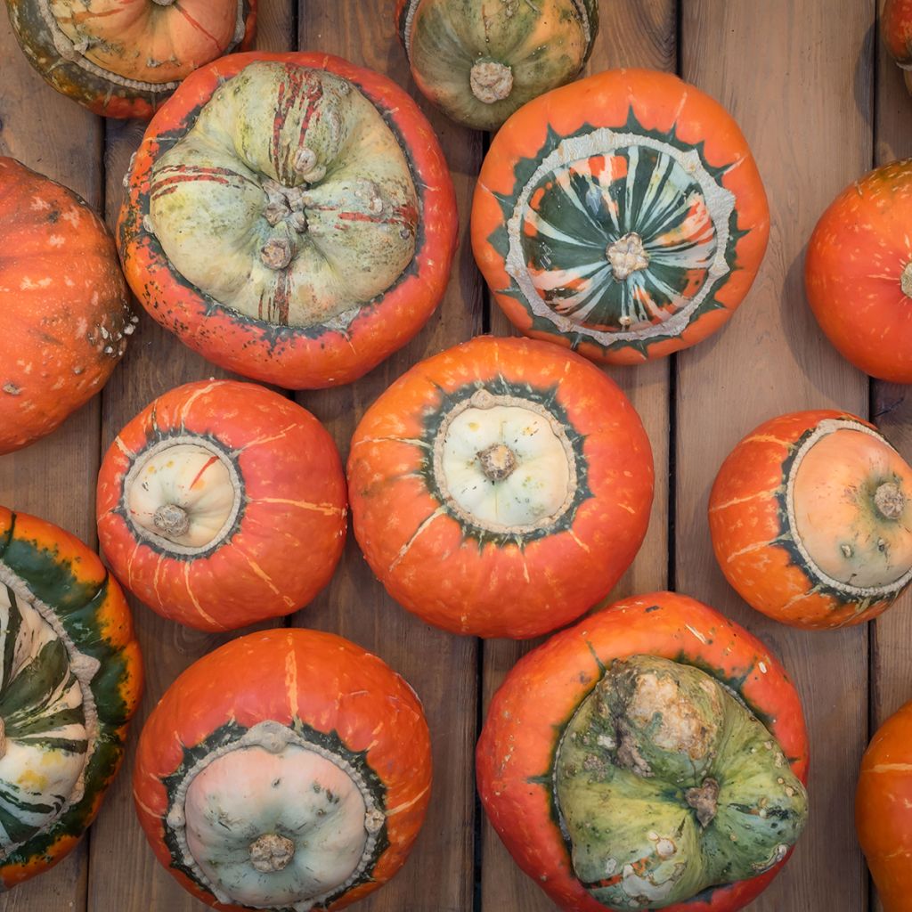 Calabaza Giraumon Turban