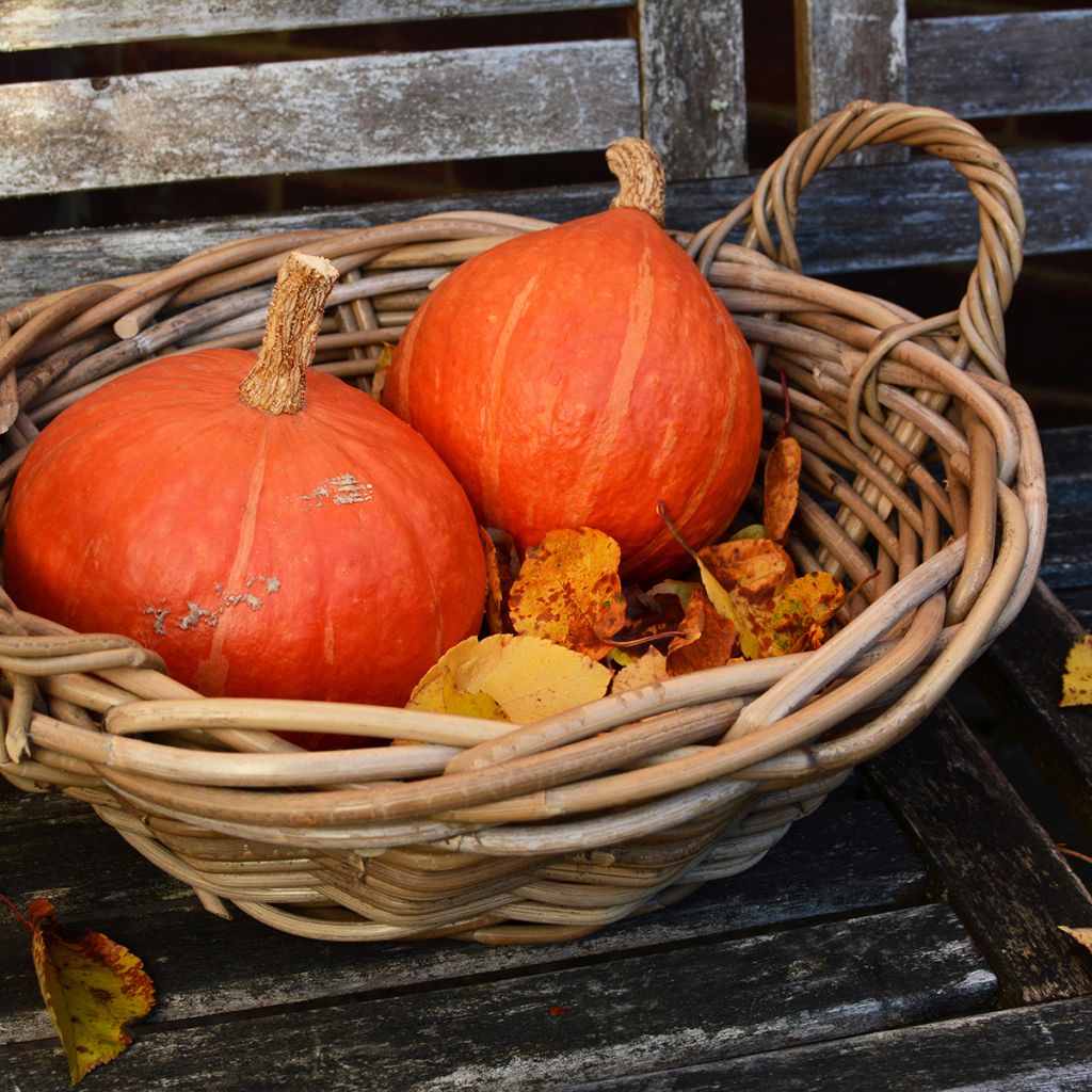 Calabaza Uchiki-Kuri