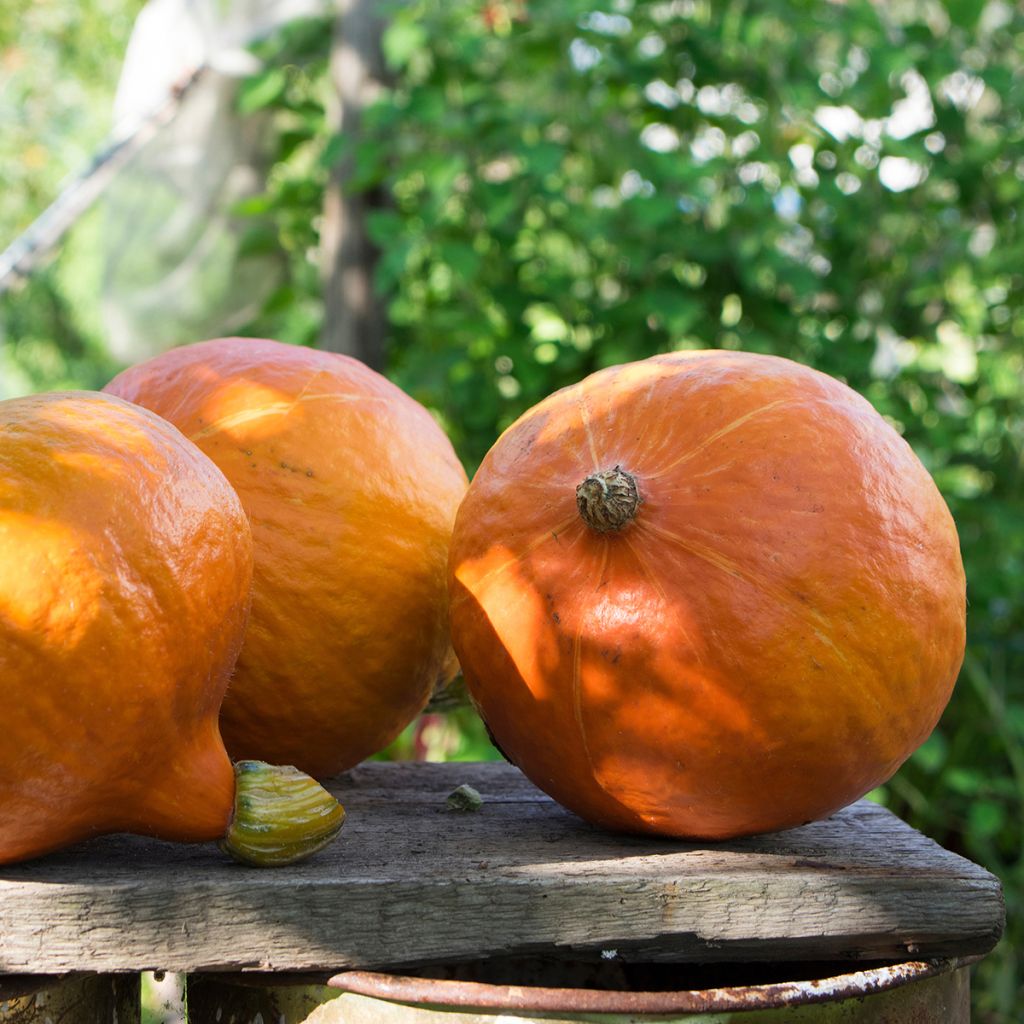 Calabaza Uchiki-Kuri
