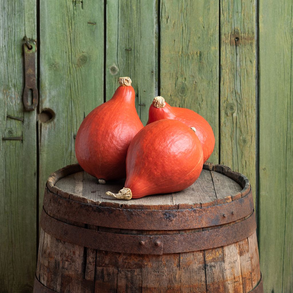 Calabaza Uchiki-Kuri