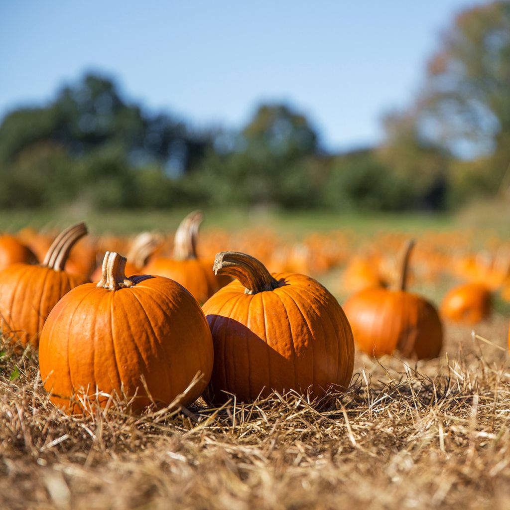 Calabacín Jack O'Lantern