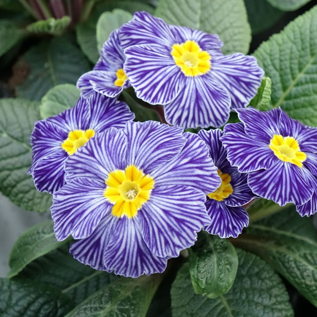 Primula vulgaris Zebra Blue