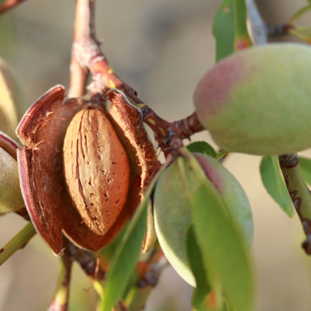 Almendro Desmayo Largueta