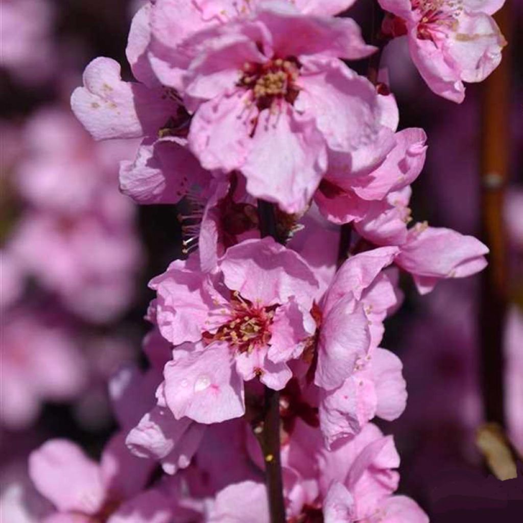 Prunus persica Spring Glow