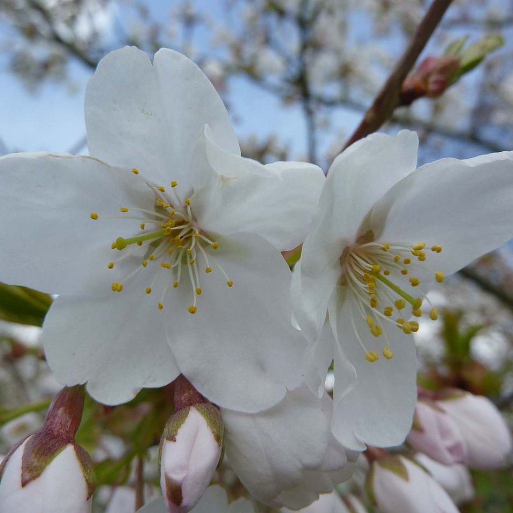 Prunus serrula Amber Scots