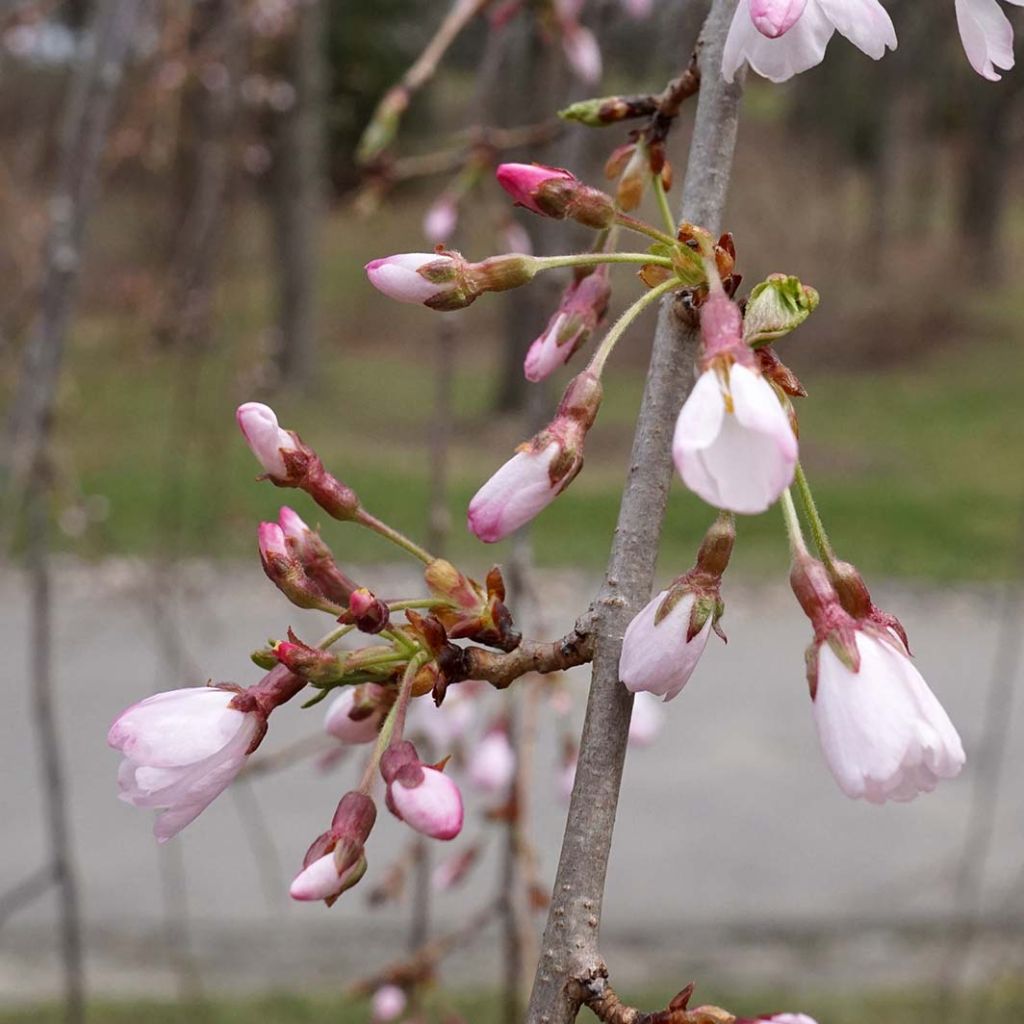 Prunus yedoensis Shidare Yoshino - Cerezo Yoshino