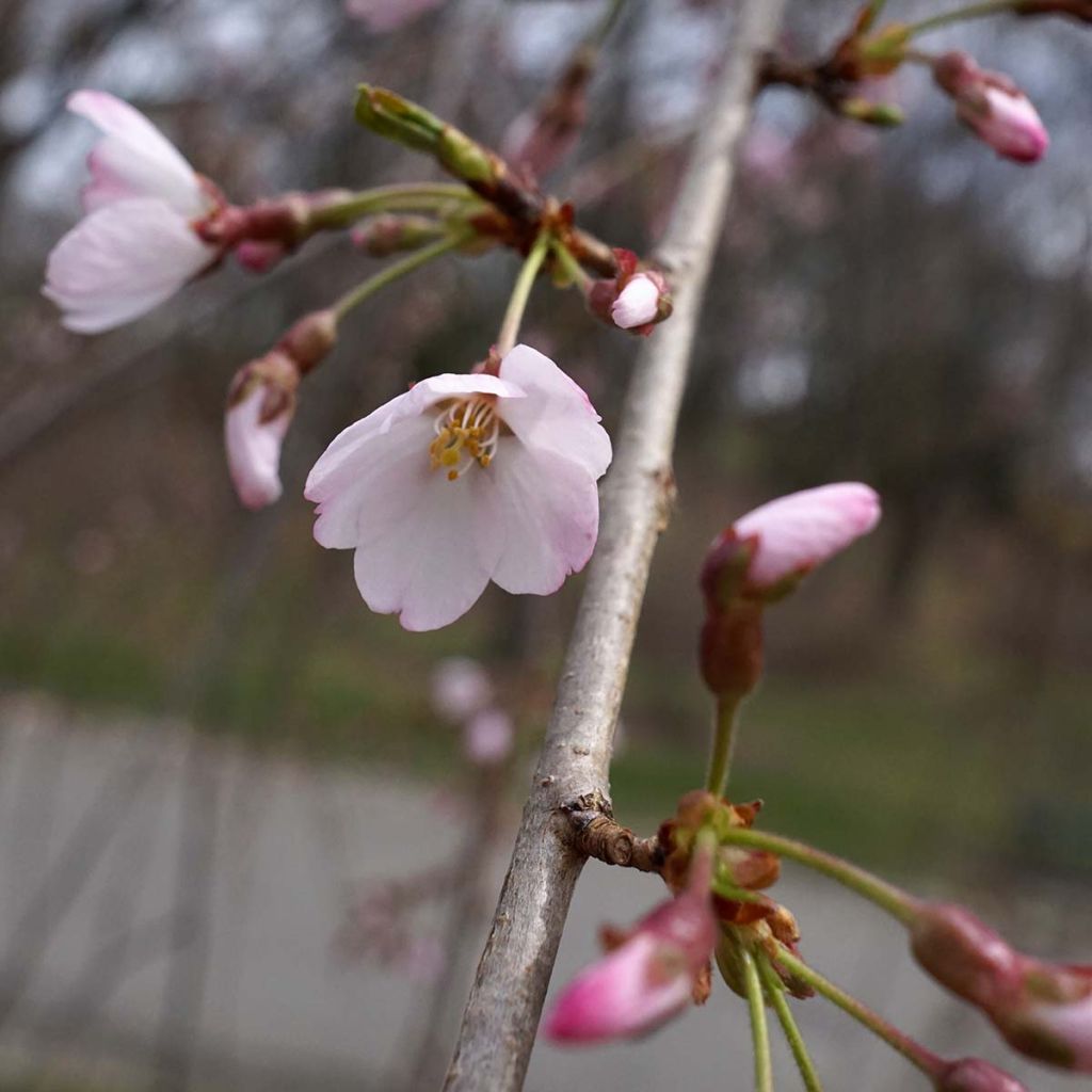 Prunus yedoensis Shidare Yoshino - Cerezo Yoshino