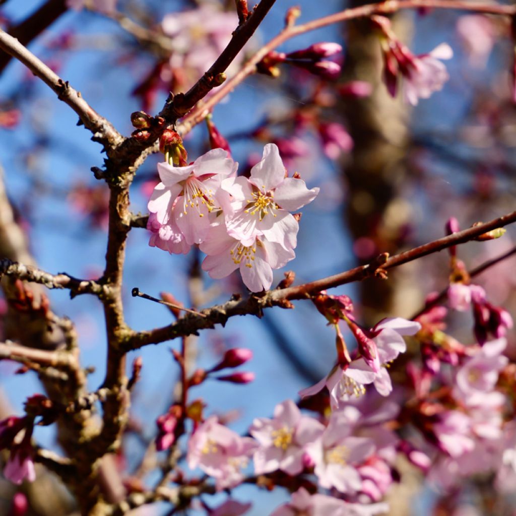 Prunus nipponica var. kurilensis Ruby