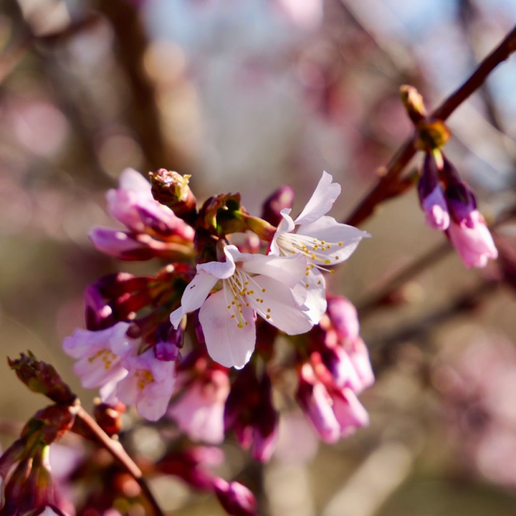 Prunus nipponica var. kurilensis Ruby